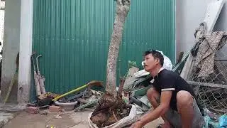 m451 gl c&acirc;y linh sam mỡ sống khỏe 500k lh0328223556 zalo