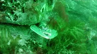 Tony's Adventures (ep.38) SCUBA Dive Downpatrick Head August 2018