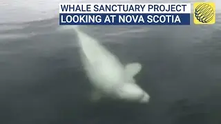 Whale Sanctuary Project in Canada