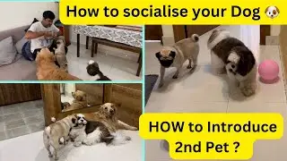 Mastering Pet Socialization: Expert Tips for a Happy Well-Adjusted Pet