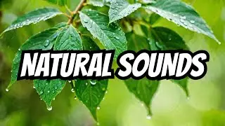 Heavy Rain In Pinecrest Florida | Real Storm Sounds For Sleep, Relaxation & Focus