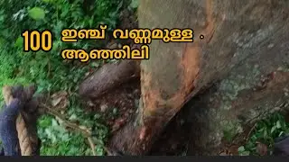 100 ഇഞ്ച് വണ്ണമുള്ള ആഞ്ഞിലി... I Amazing tree cutting I Cutting Anjili Tree