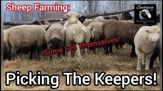 Sheep Farming: Picking The Keepers!How We Choose Ram Lambs For Breeding Stock|April 2022