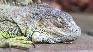 Giant lizard close up