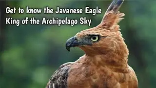 Get to know the Javanese Eagle - King of the Archipelago Sky