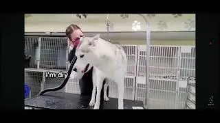 Dramatic Husky Has ANOTHER MELTDOWN at Groomers! (headphone warning) Reaction