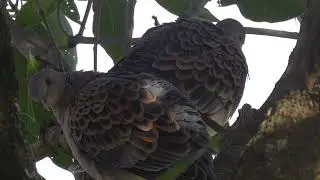 Spotted Turtle Doves pair | Bird video 4K | Wildlife video | #birds #youtube #wildlife #nature