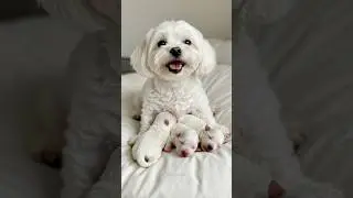 Mother Dog Smiling at Her Sleeping Puppies&hellip; She Looks So Happy