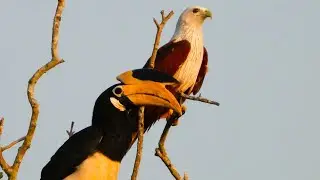 Malabar Pied Hornbill: The Mysterious Guardian of Indian Forests #indianwildlife #birdsofindia
