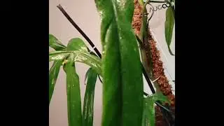 Philodendron Holtonianum.