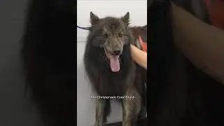 You've NEVER seen a Shepherd like this before 😍