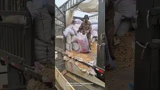 Cleaning peanuts- Good tools and machinery can increase work efficiency