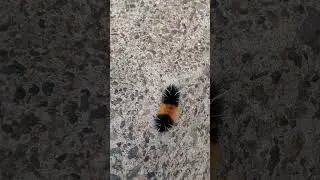Black and yellow #caterpillar 😅