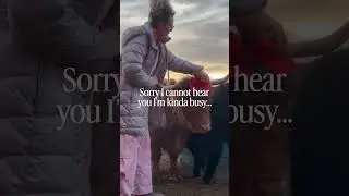 It&rsquo;s a beautiful life at Red Barn Mini Cow Farm