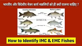 Indian और Exotic Major Carp मछलियों को कैसे पहचानें  | इनका पालन क्यों करना चाहिए  | Blue Revolution