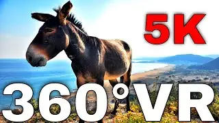 360° VR The Wild Donkeys of Karpaz National Park North Cyprus 5K Virtual Reality HD 4K
