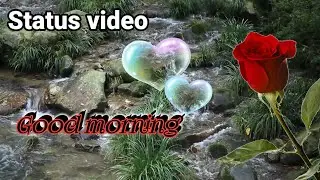 Whatsapp Status video #flowers good morning video / morning video love story #romantic 