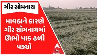 Gir Somnath Farmers | ગીર સોમનાથમાં માવઠાને કારણે ગીર સોમનાથમાં ઊભો પાક ઢળી પડ્યો