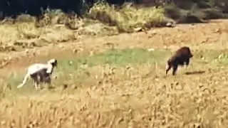 Suar ka shikar 2025 | live Door | Jangli suar ka shikar | Wild boar Hunting with Dogs.