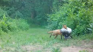 Fox Pups Growing Up Wild: Play & Hunting Lessons
