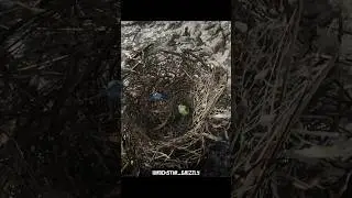 RDR 2 - The gems in the bird's nest (ammolite, fluorite) #rdr2 #shorts