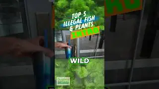 TOP 5 ILLEGAL FISH AND PLANTS INTRO - PART 1