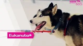 The Toughest Dog Sled Race in the World - Part 1 | Extraordinary Dogs