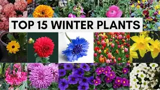 Top 15 Winter Flowering Plants That Are Easy To Grow | Best Flowering Plants for Winter