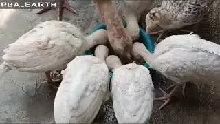 2nd part Turkey Egg Transition: City to Farm | Urban-Rural Turkey Egg Adventure | poultry egg care