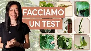Sai capire il linguaggio delle piante? 🌿 Facciamo un test