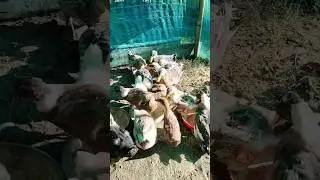 duck farming assam // #shorts #viral #farming