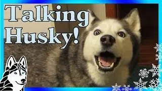 Siberian Husky and I Arguing Talking Husky Dog Throws Tantrum