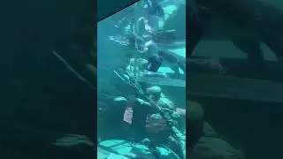 Swimming with Giant Crocodile🐊 #onzil #crocodile #viral #viralshort #viralvideo #viralreels #animal