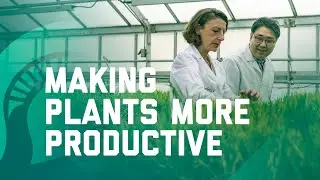 Making Plants More Productive | Excellence for Impact