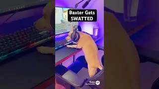 Baxter Gets Kidnapped While Gaming #funnydogs #swat #viralpets #chihuahuas #streamer
