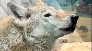 Wolf sleeping 🐺 🥸😱 #wolf #wolfhowling #trendingvideo #shorts #trending #viral #short #news