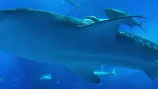 Ocean Music to Relieve Anxiety, Stress, and Tension : Музыка  для снятия  стресса и напряжения
