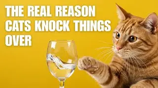 What Your Cat Really Means When They Knock Things Over