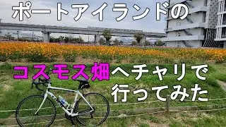 【神戸ポートアイランドのコスモス畑までチャリで行ってみた＆ソフトクリームの旅】自分のチャリ動画の原点！ポートアイランドまでチャリで行ってみた！