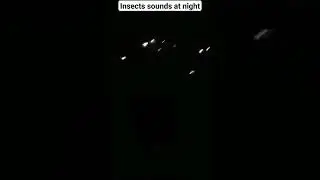 insects sounds at night//night sounds//insects sounds// #relaxingstreams #naturesounds #relaxing