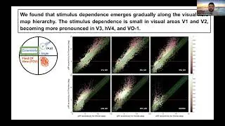 Talk: The gradient of population receptive field stimulus-dependence in ventral visual cortex