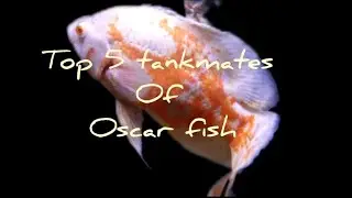 top 5 tankmates of oscar fish tamil | love for aqua