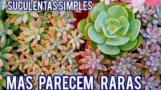 20 SUCULENTAS SIMPLES que são mais bonitas que SUCULENTAS RARAS