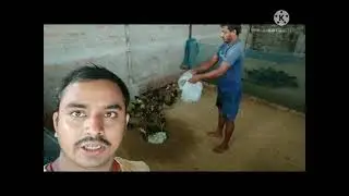 :RADHIKA DUCK FARM: DUCK FARM IN VERY SMALL AREA छोटे से जगह में बत्तख पालन।