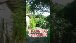 Bugbogville in the Making #birth #inprogress #shorts #farmresort #countryside