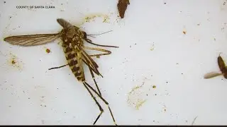 Santa Clara County increasing efforts to eradicate dangerous mosquito species