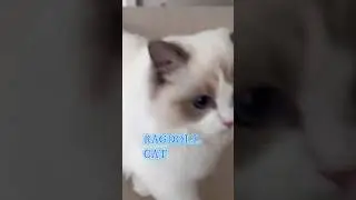 Ragdoll cat 😺 looking like a butyfull #ragdolls #ragdollcat #cats #catbreed #shots #storytime