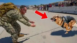 Most Emotional Dog Reunions with Their Owners That Will Melt Your Heart!