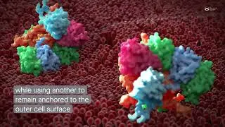 Galectins decode FGF sugars to modulate cell signaling