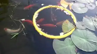 Fischfutter